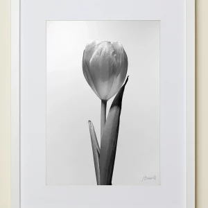 Fotografía artística para decorar JLBuendía tulipán