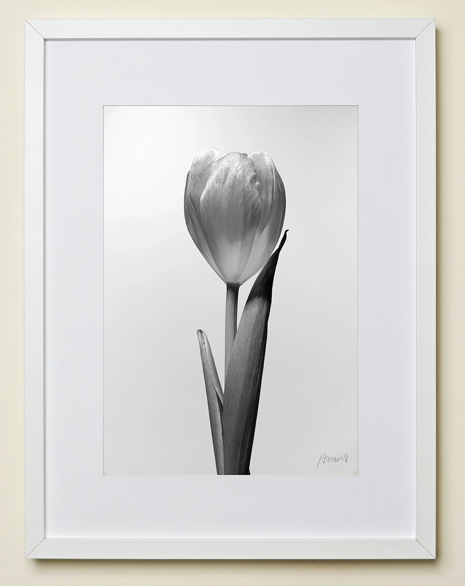 Fotografía artística para decorar JLBuendía tulipán